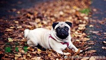 巴哥最新爆料微博,揭秘娱乐圈最新热点事件！”  第1张