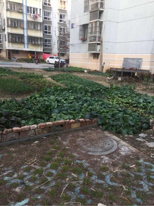 二楼花园爆料视频下载 第3张 二楼花园爆料视频下载 第3张