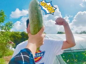 2020年吃瓜网红,网络风云变幻，谁主沉浮？  第2张